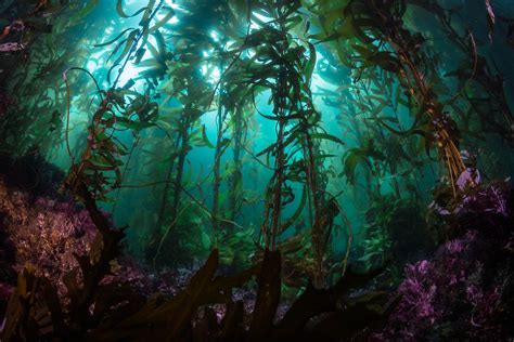 Magical Properties of Seaweed: Santa Barbara's Mythical Tales